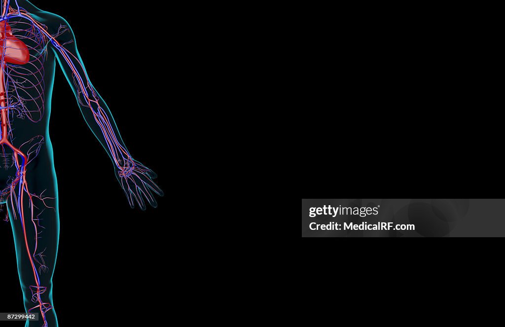 The blood supply of the upper limb
