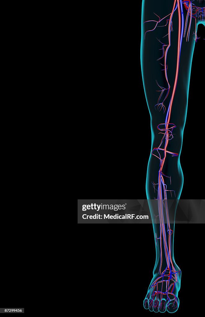 The blood supply of the lower limb