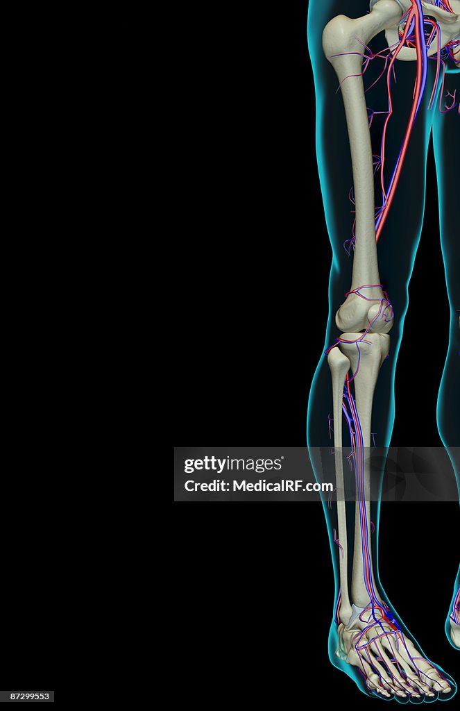 The blood supply of the lower limb