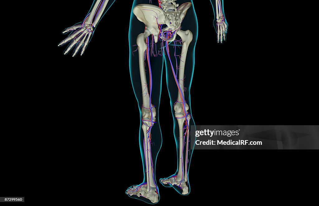 The blood supply of the lower body