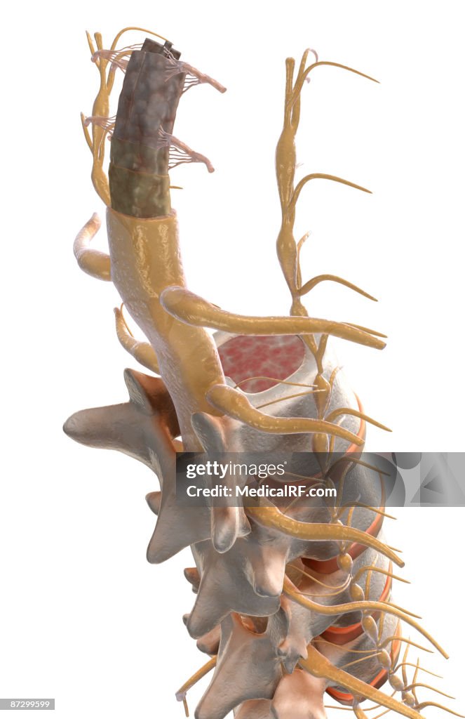 The spinal cord