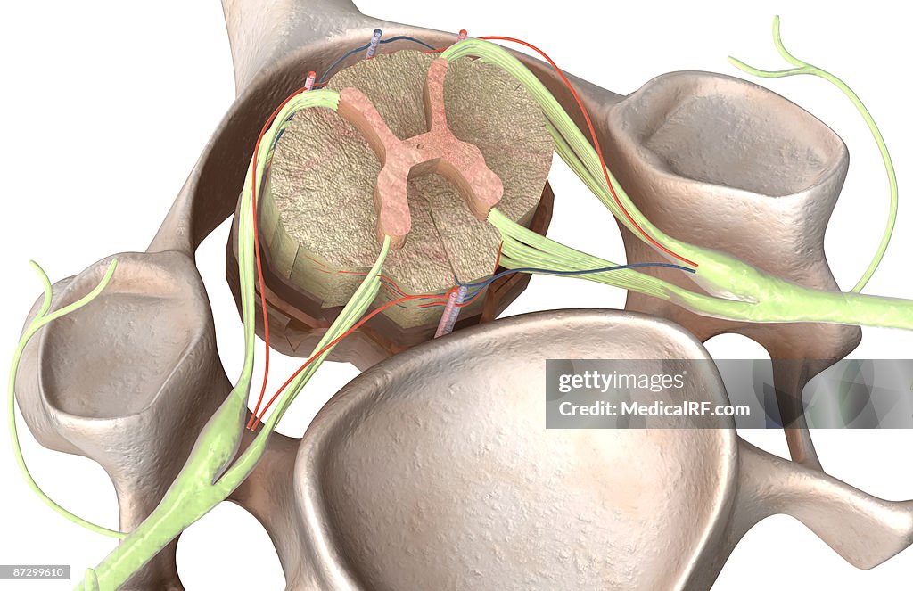 The spinal cord