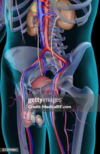 The urinary system The urinary system