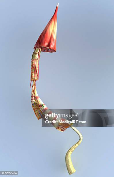 muscle structure - skeletal muscle stock illustrations
