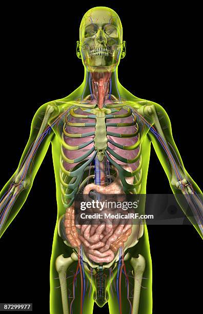 the digestive and respiratory systems - appendix stock illustrations
