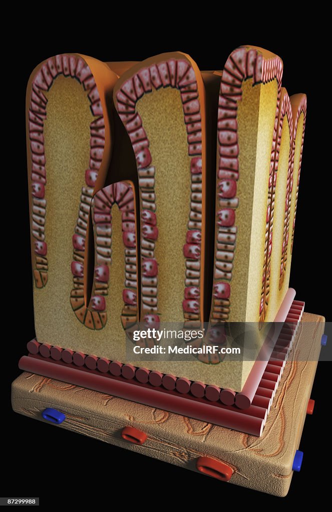 Stomach wall section