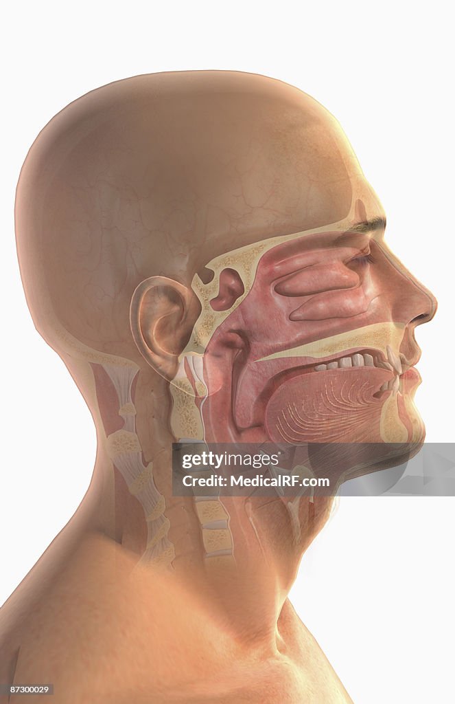 The upper respiratory system