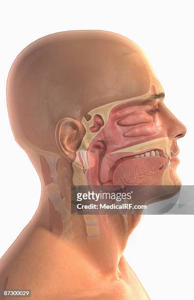 the upper respiratory system - nasal passage stock illustrations