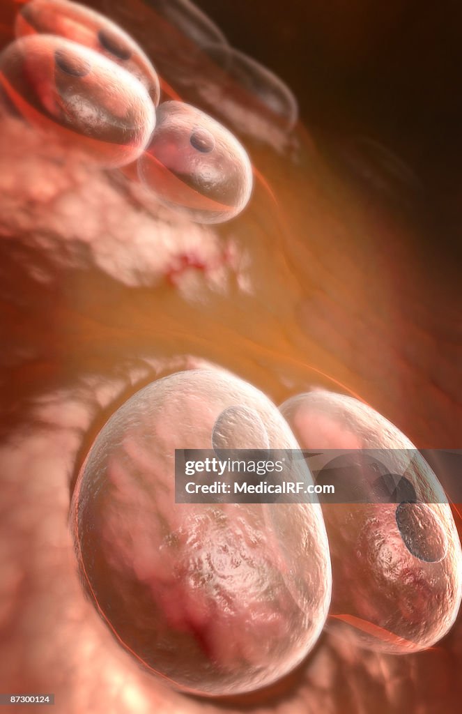 Elastic cartilage