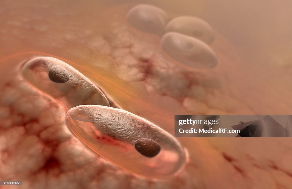 Elastic cartilage