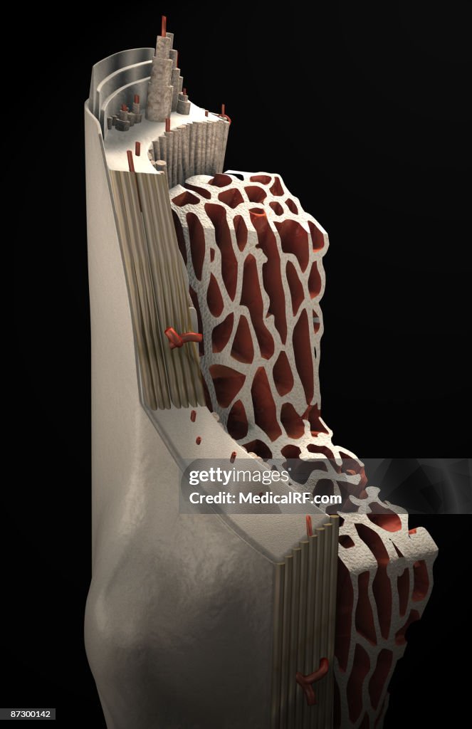 Bone internal structure