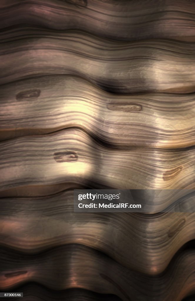 Tendon tissue