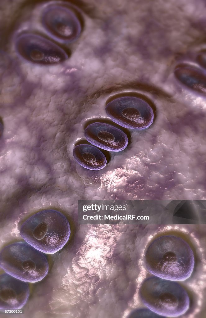 Hyaline cartilage