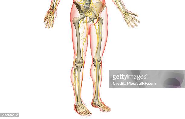 ilustrações de stock, clip art, desenhos animados e ícones de the nerves of the lower body - ciática