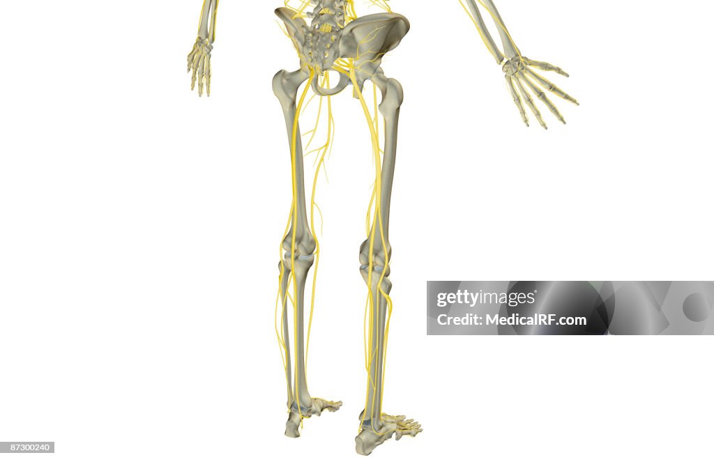 The nerves of the lower body