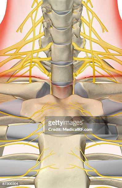 the nerves of the neck - plexus cervicalis stock-grafiken, -clipart, -cartoons und -symbole