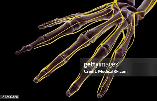 The Nerves Of The Hand High-Res Vector Graphic - Getty Images
