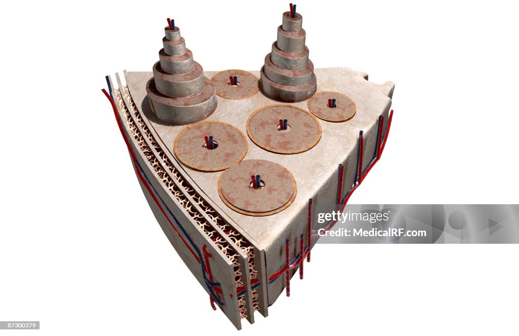 The internal structure of bone