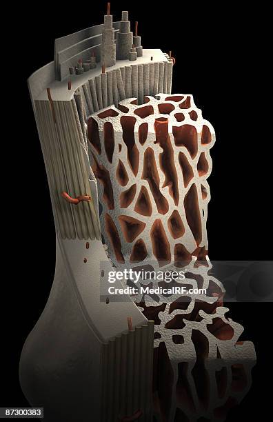 bone internal structure - bone tissue stock-grafiken, -clipart, -cartoons und -symbole