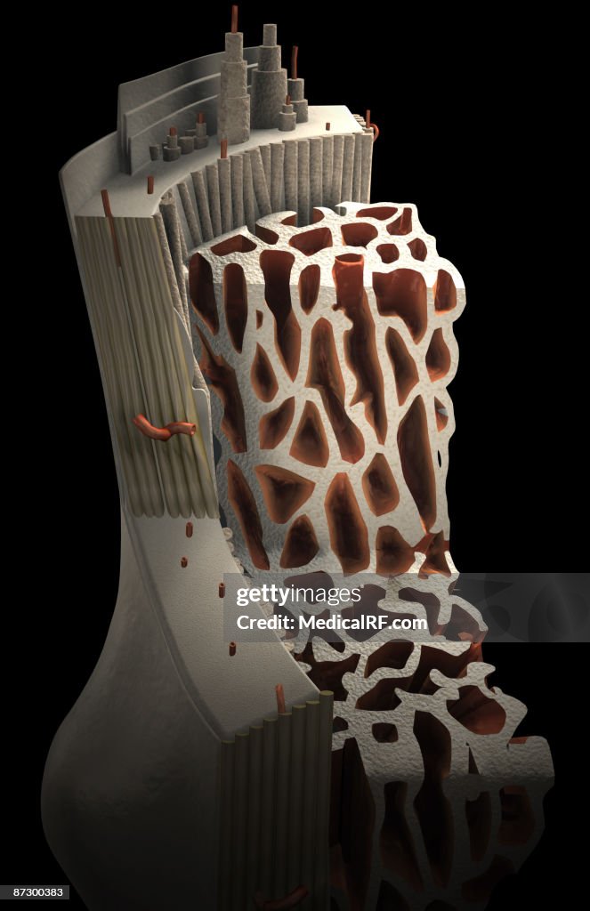 Bone internal structure