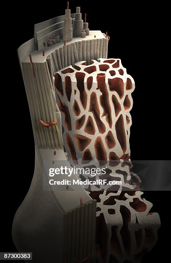 Bone internal structure Bone internal structure