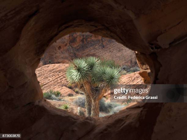 joshua tree seen through a hole in the sandstone - mesquite nevada stock pictures, royalty-free photos & images