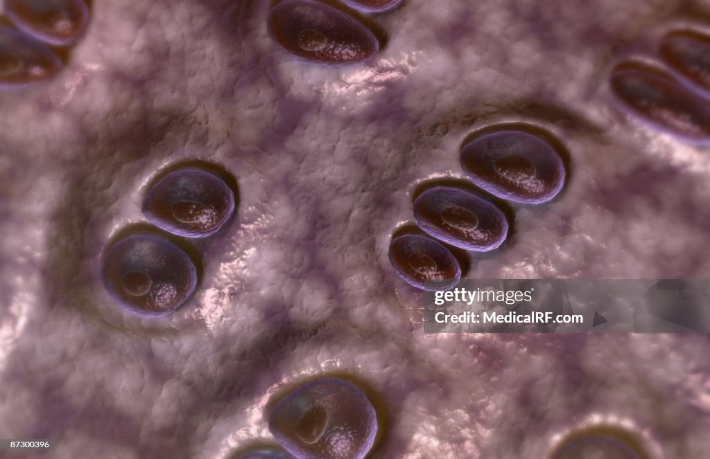 Hyaline cartilage