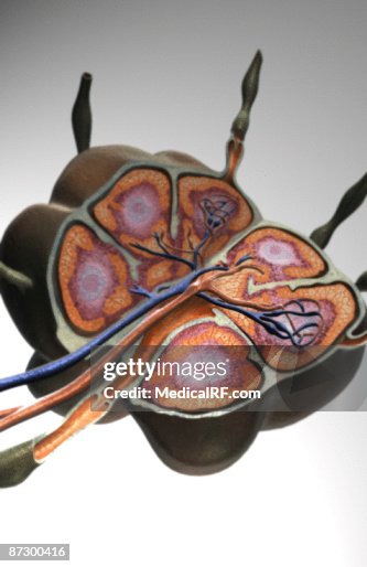 Lymph node Lymph node