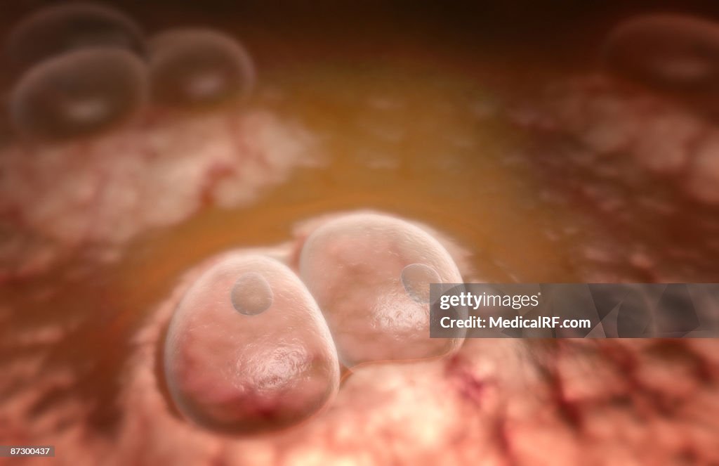 Elastic cartilage