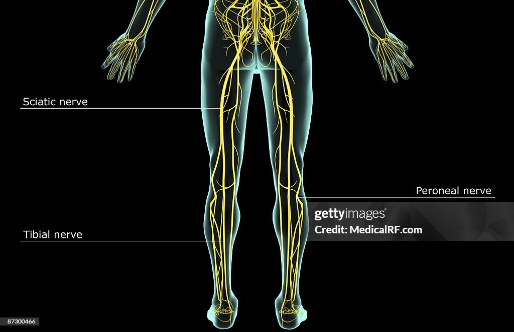 The nerves of the lower body