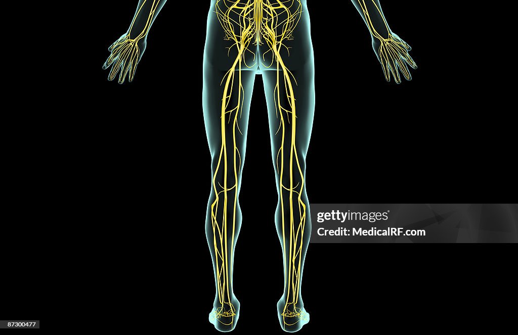 The nerves of the lower body