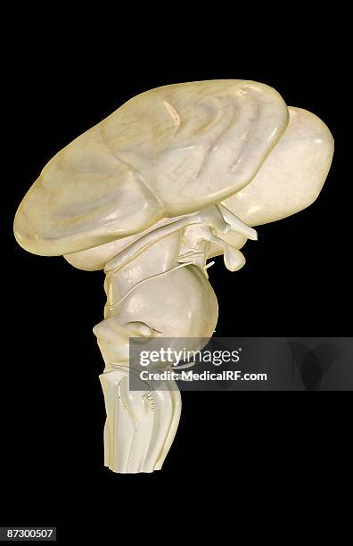the brainstem - medulla stock illustrations