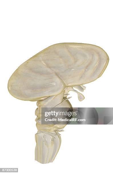 the brainstem - trigeminal nerve stock illustrations