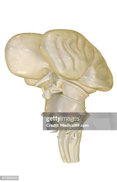 the brainstem - trochlear nerve stock illustrations