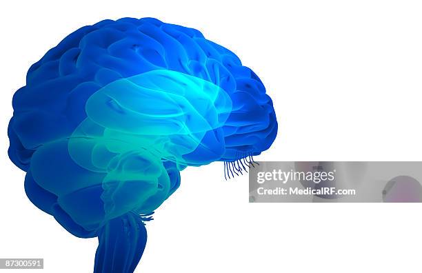 the brainstem - brain stem stock illustrations