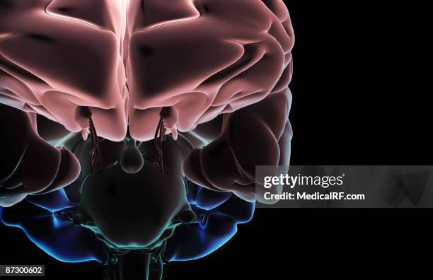 the brain - trochlear nerve stock illustrations