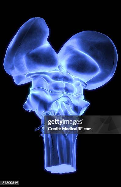 the brainstem - trigeminal nerve stock illustrations