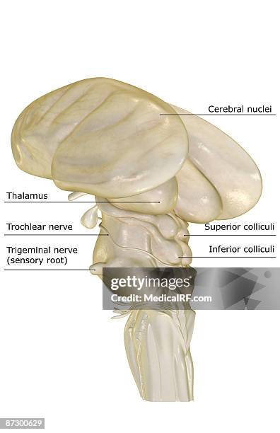 the brainstem - cerebral nuclei stock-grafiken, -clipart, -cartoons und -symbole