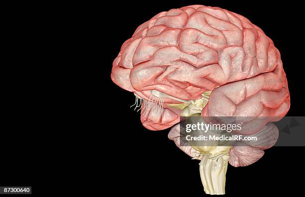 the brain - olfactory bulb stock illustrations