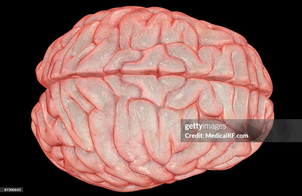 The brain