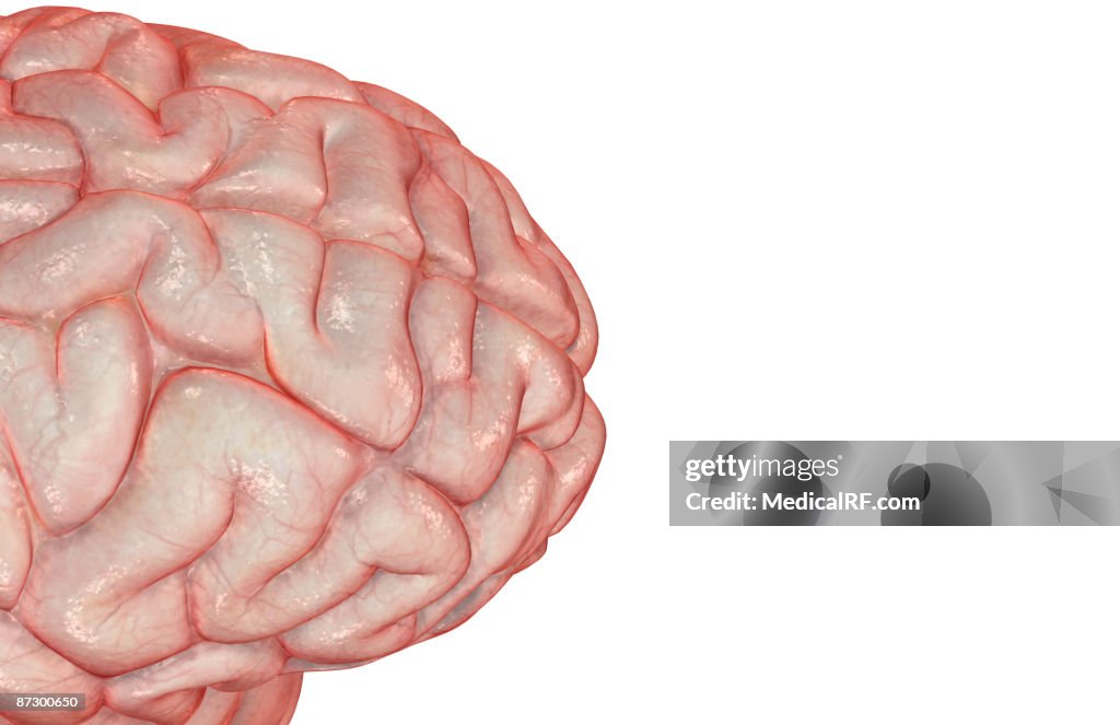 The brain