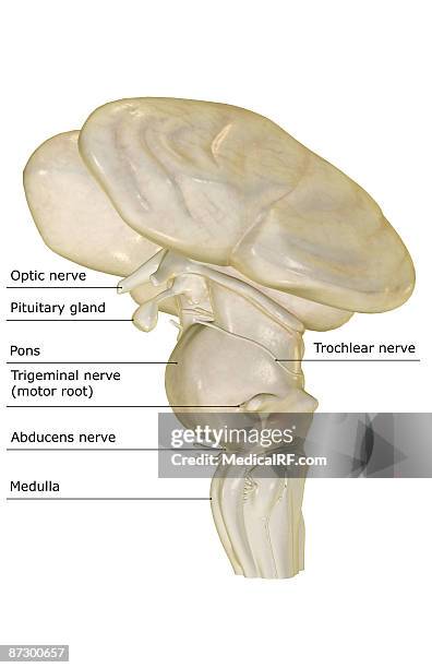 the brainstem - trigeminal nerve 幅插畫檔、美工圖案、卡通及圖標