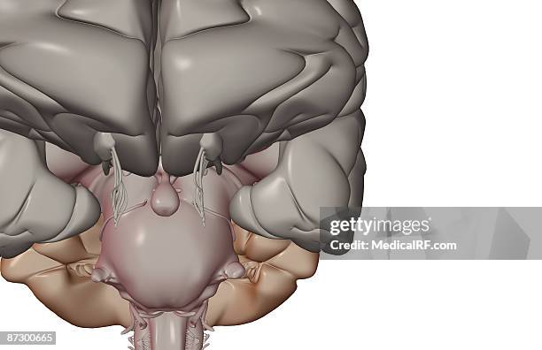 the brain - oculomotor nerve stock illustrations
