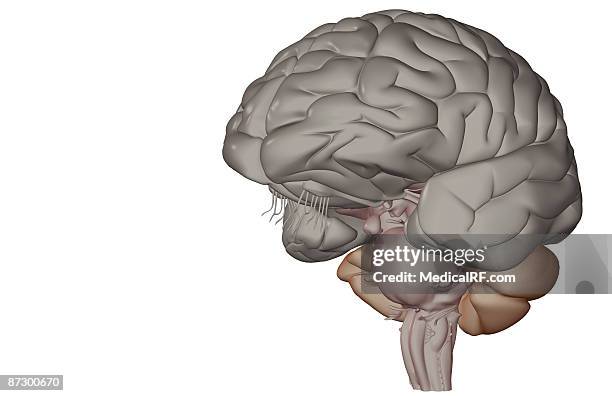 the brain - temporal lobe stock illustrations