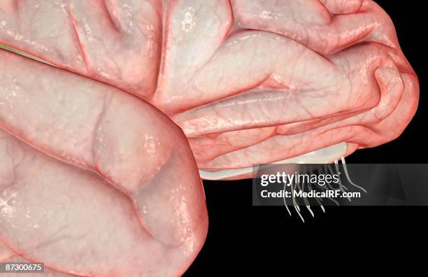 the brain - olfactory bulb stock illustrations