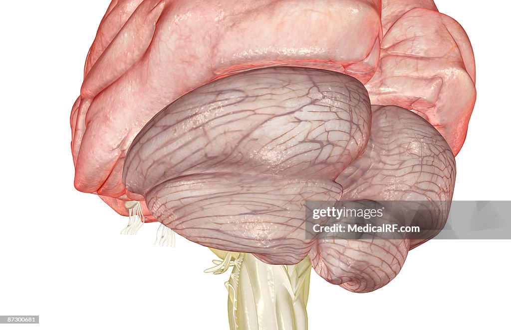 The cerebellum