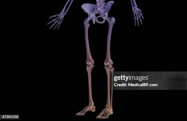 illustrations, cliparts, dessins animés et icônes de the bones of the lower body - os de la jambe