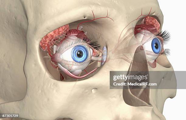 the lacrimal apparatus - exocrine gland stock illustrations