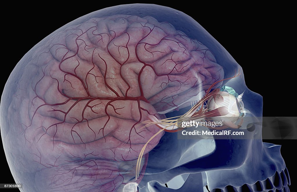 The arteries of the brain and eyes
