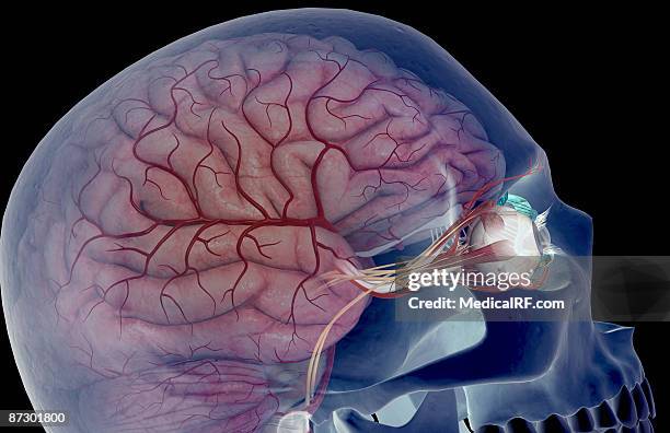 the arteries of the brain and eyes - oculomotor nerve stock illustrations